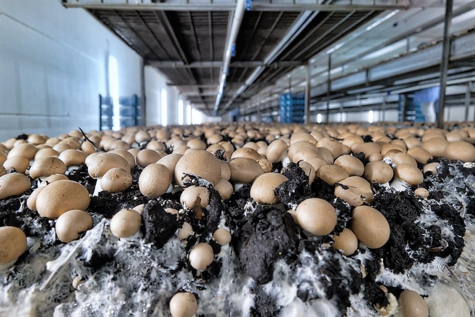 Testimonal fruit & vegetables